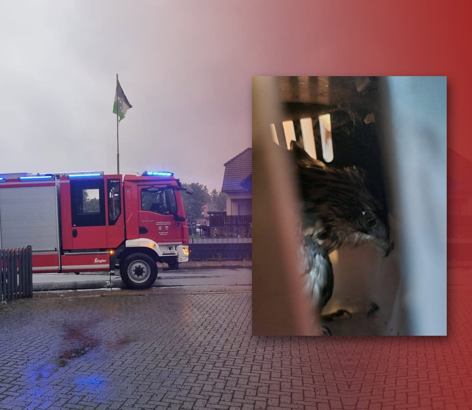 [H1] Rettung eines Greifvogels